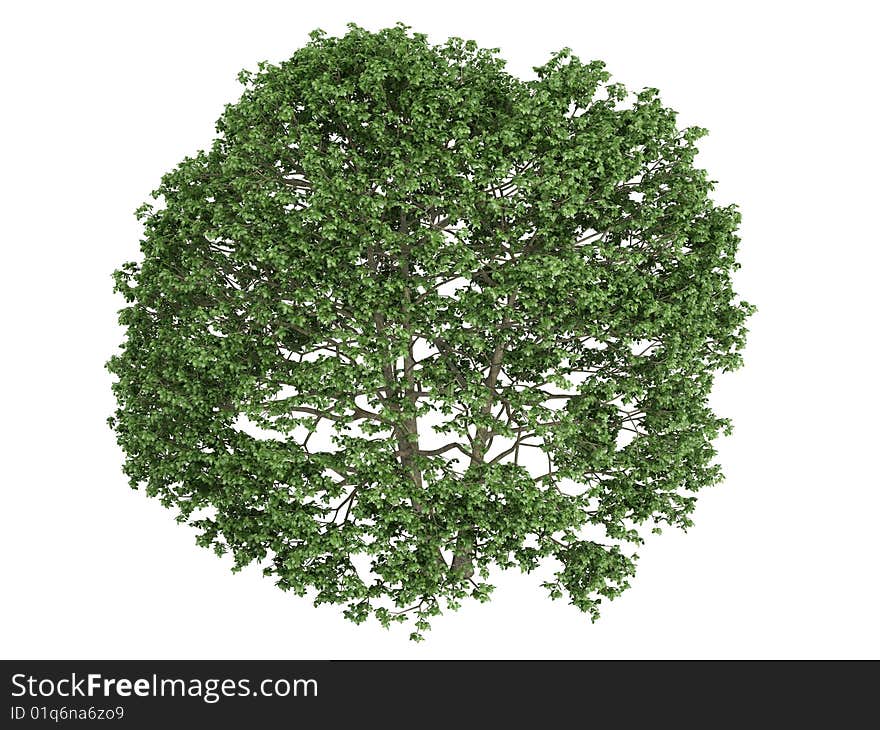 Rendered 3d isolated alder (Alnus). Rendered 3d isolated alder (Alnus)