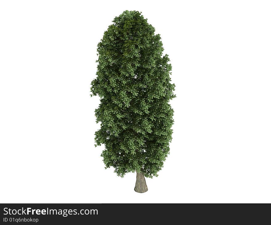 Rendered 3d isolated linden (Tilia platyphyllos). Rendered 3d isolated linden (Tilia platyphyllos)