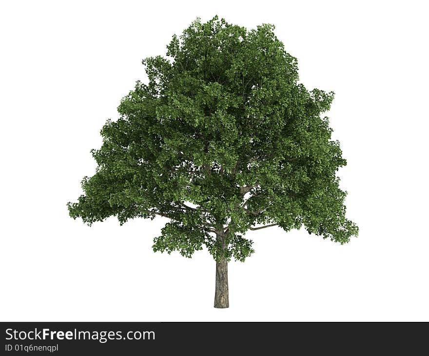 Rendered 3d isolated oak (Quercus). Rendered 3d isolated oak (Quercus)