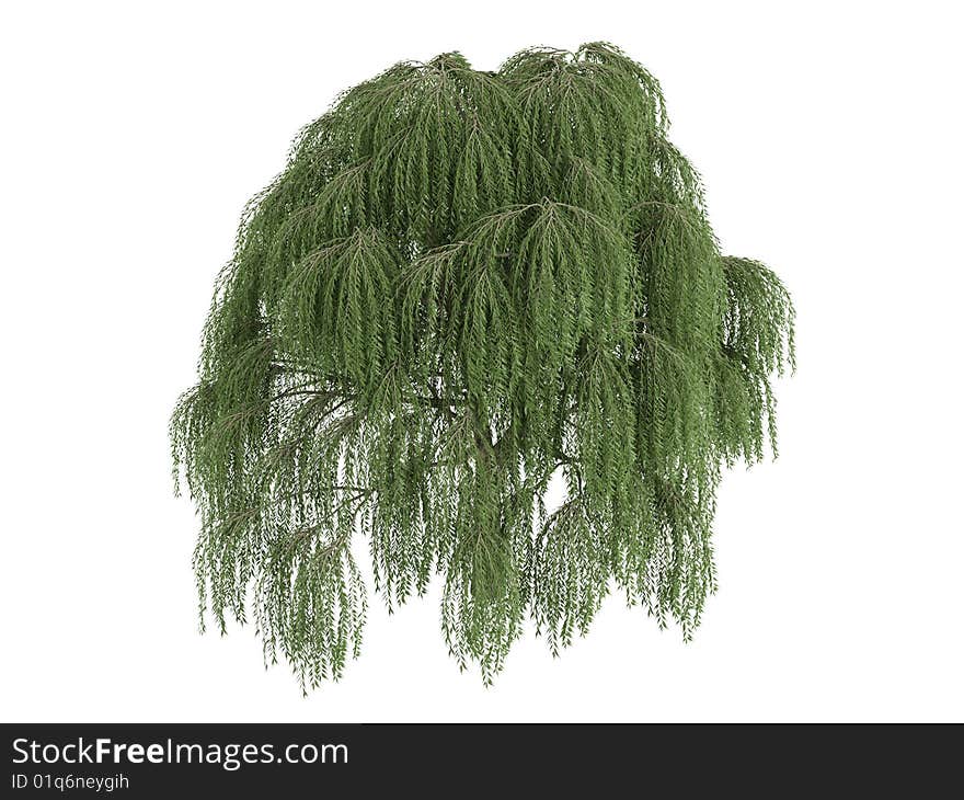 Rendered 3d isolated willow (Salix). Rendered 3d isolated willow (Salix)