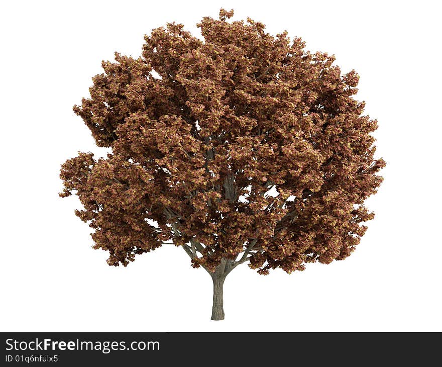 Rendered 3d isolated maple (Acer). Rendered 3d isolated maple (Acer)