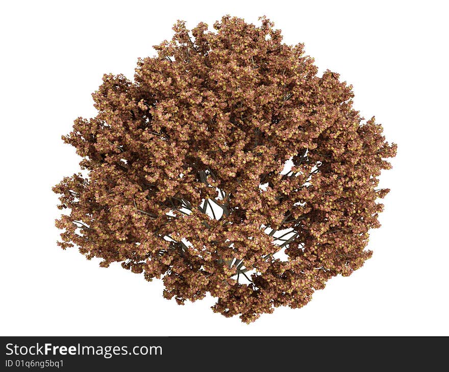 Rendered 3d isolated maple (Acer). Rendered 3d isolated maple (Acer)