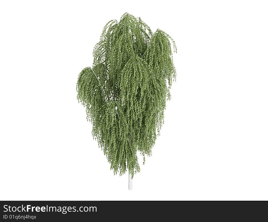 Rendered 3d isolated birch (Betula). Rendered 3d isolated birch (Betula)