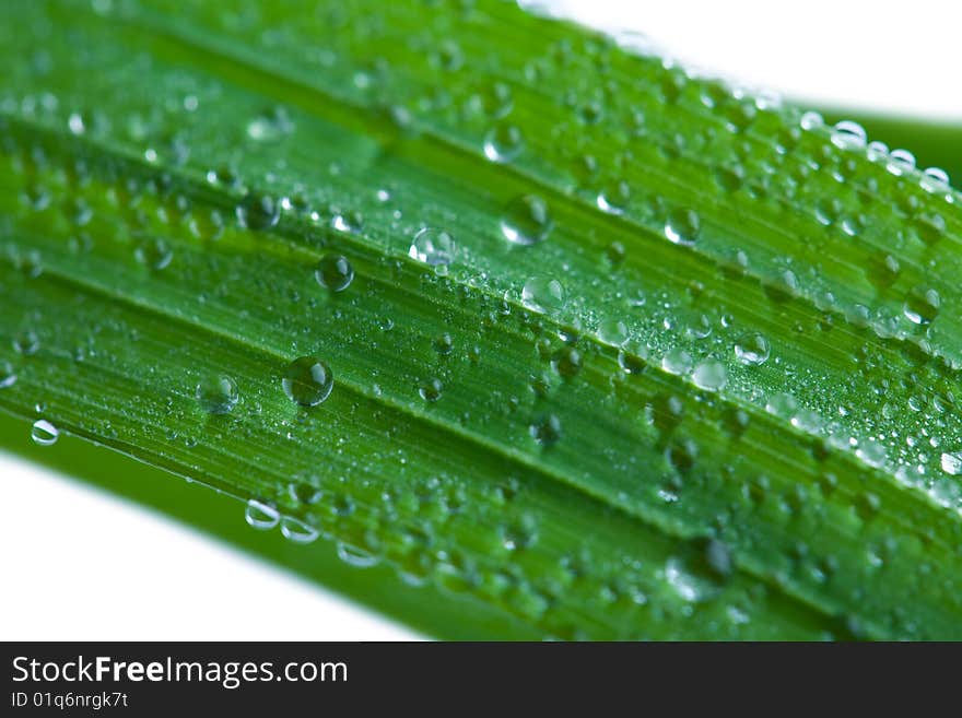 Fresh wet grass isolated over white