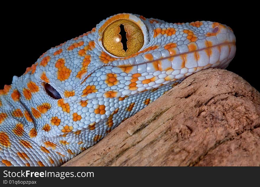 A young tokay gecko is resting on driftwood. A young tokay gecko is resting on driftwood.