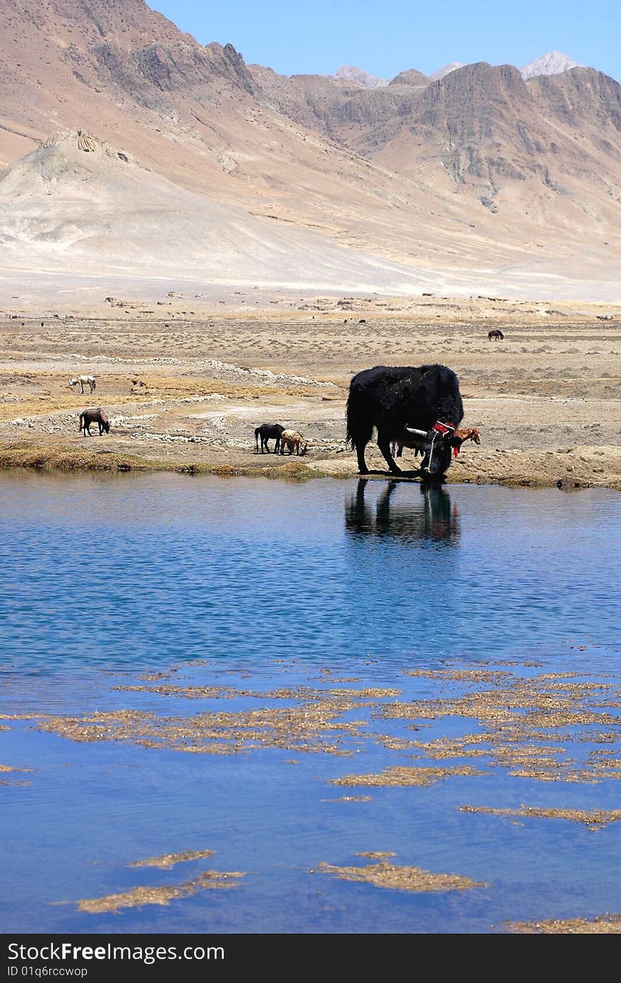 Yak at waters