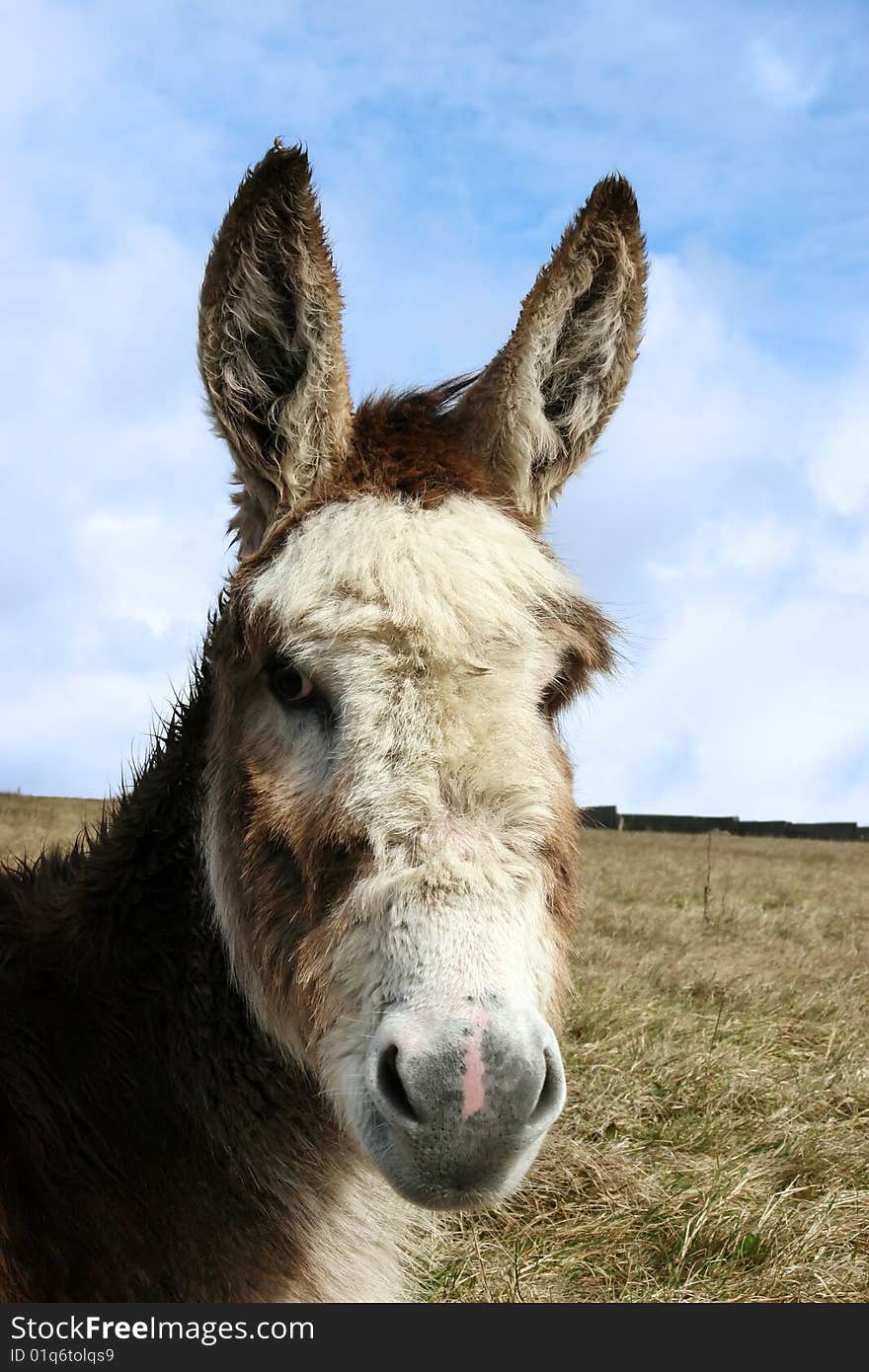 A donkey resting in a field on the west coast of ireland. A donkey resting in a field on the west coast of ireland