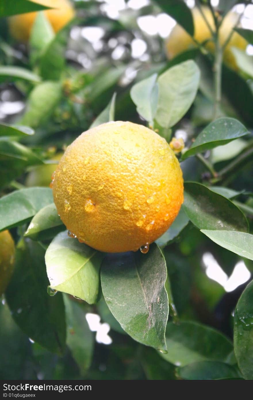 Yellow tangerine with rain drops on the tree.