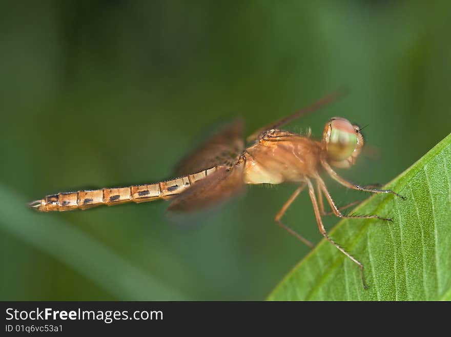 Dragonfly side view macro on green leaf