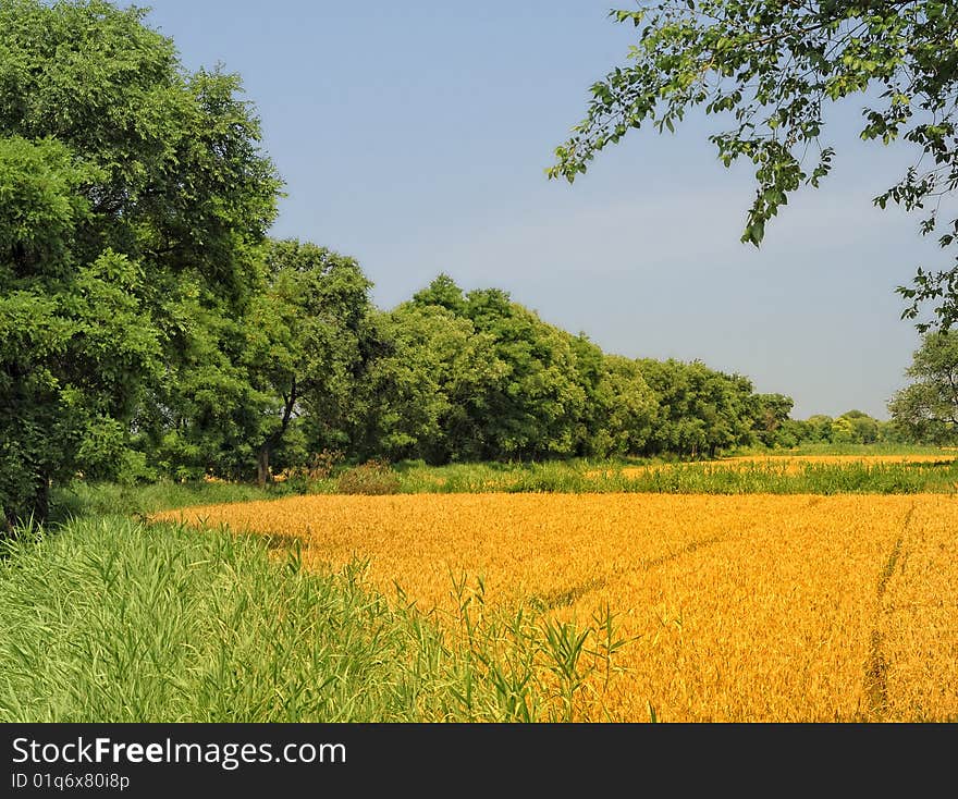 Golden Wheat