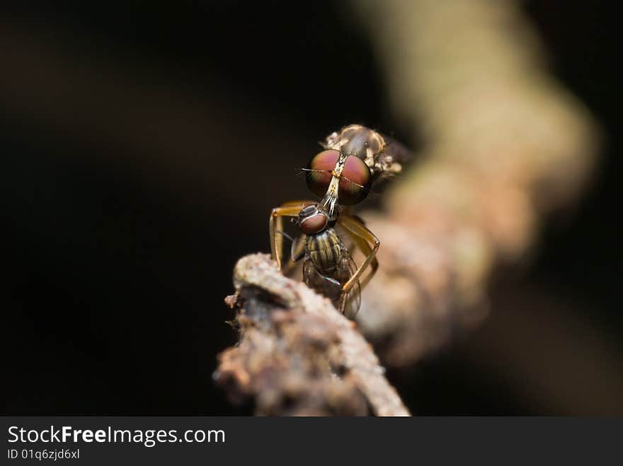 Robber Fly having meal