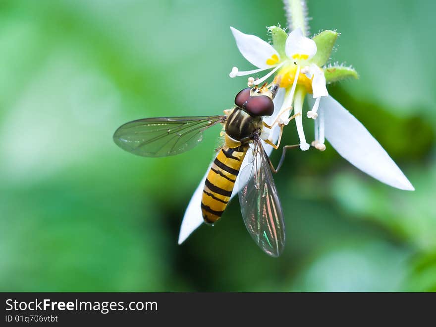 Hover fly