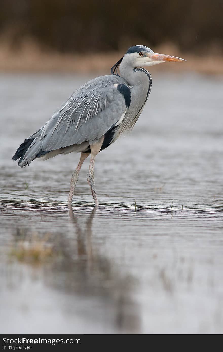 Grey heron - Ardea cinerea