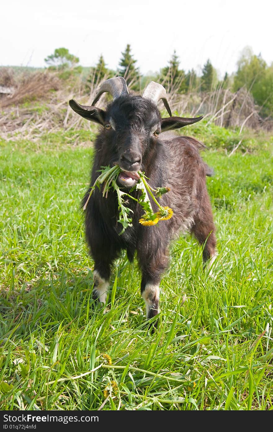 A goat chewing a bunch of dandelions