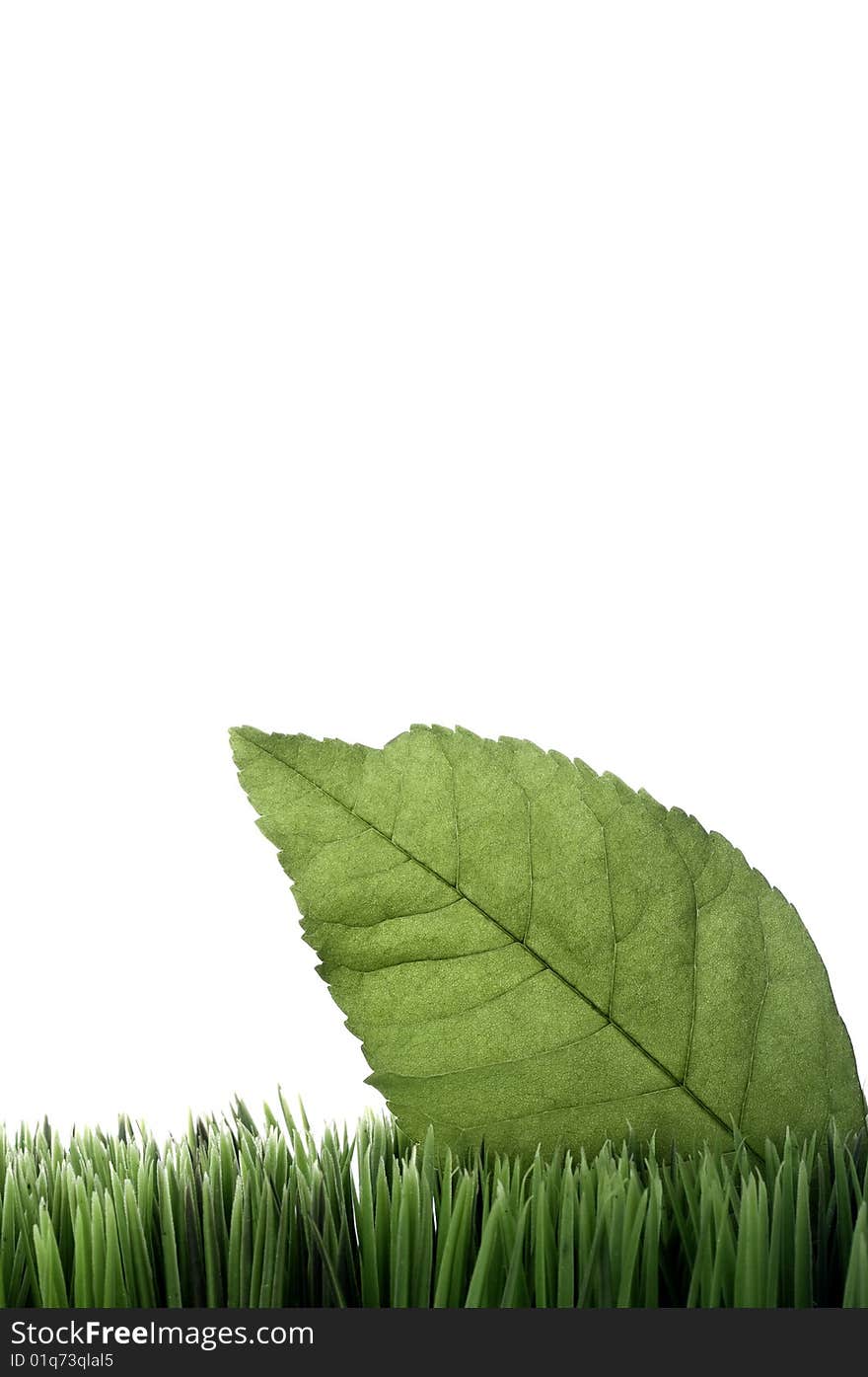 Vertical image of a green leaf on grass on white with space for copy