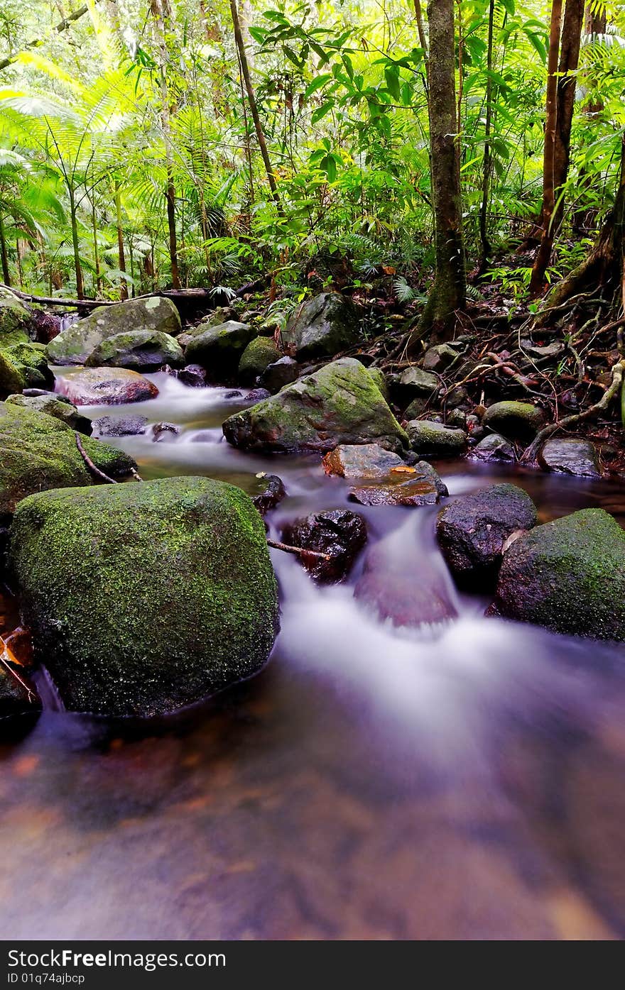 Silky rapids in a forest