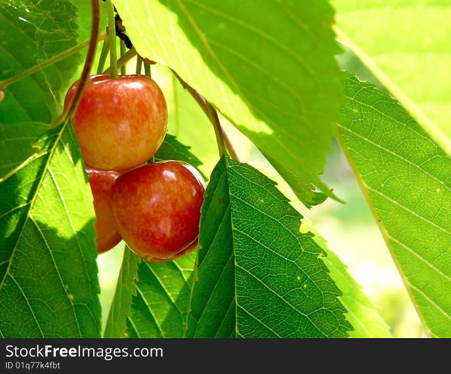 Photo of sweet cherry berry in closeup view