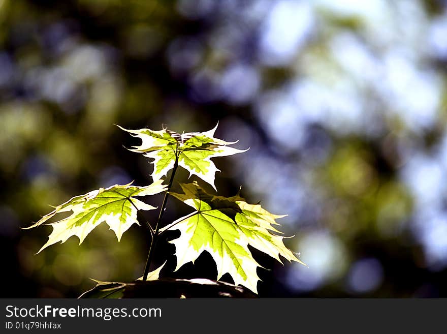 Leaves of a maple shined by the coming sun in city park. Leaves of a maple shined by the coming sun in city park