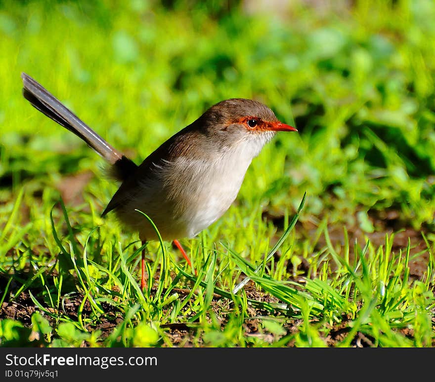 Little Sparrow