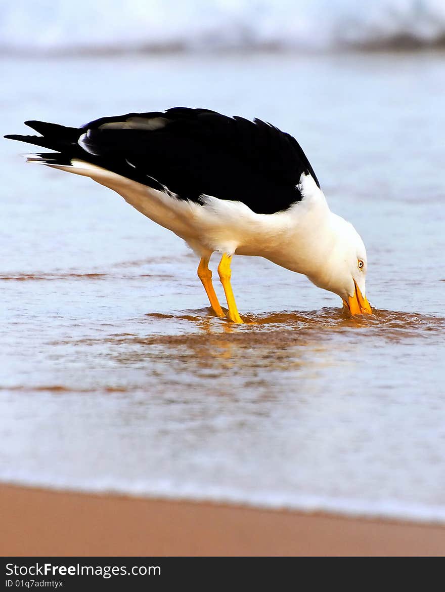 Giant seagull