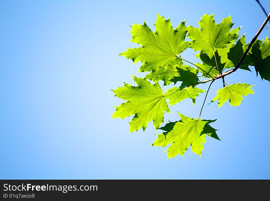 Leaves of trees in park in beams of the spring sun. Leaves of trees in park in beams of the spring sun