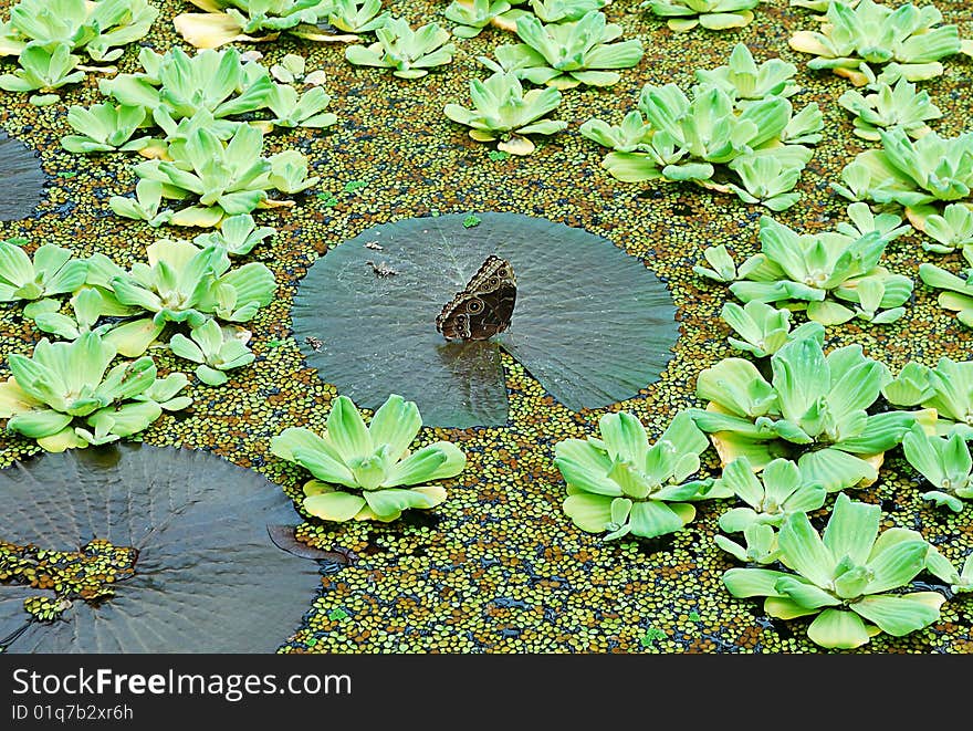 Exotic tropical butterfly on the washed out background