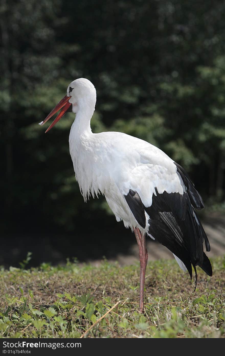 Alone stork