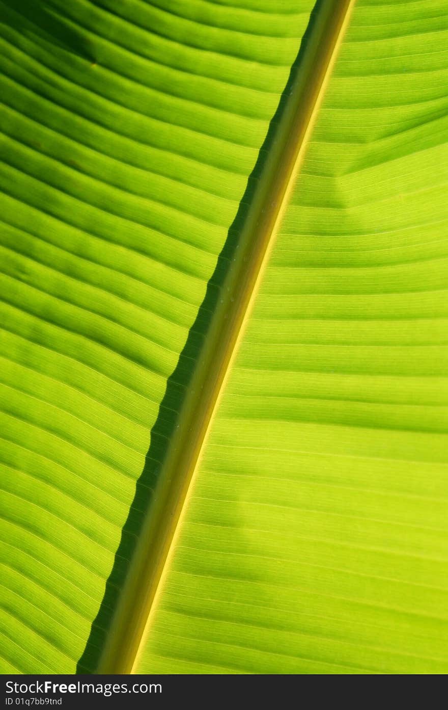 Banana leaf