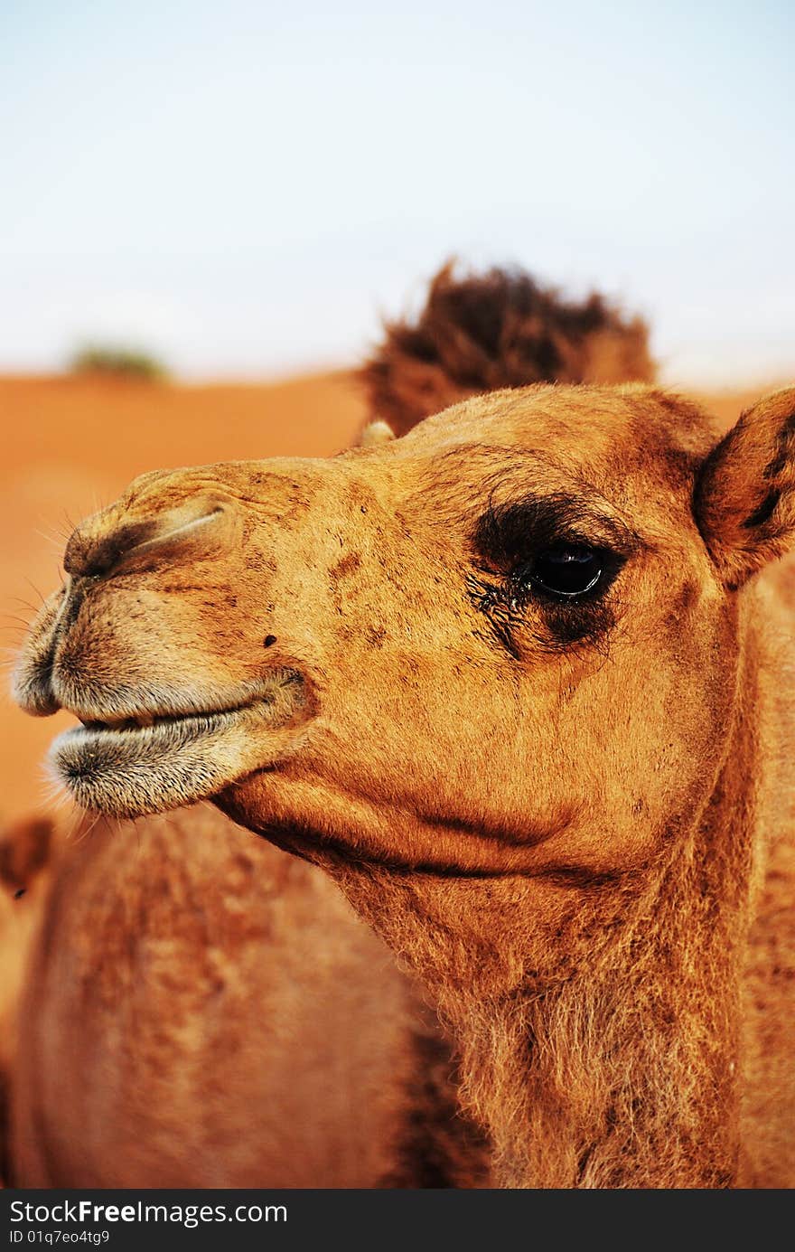 Wild Camel