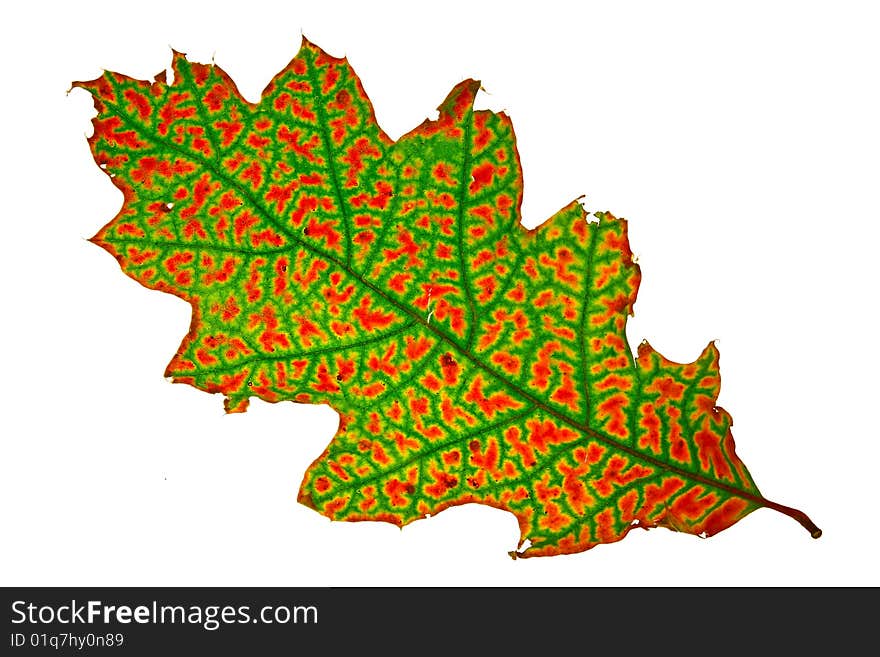 Autumn leaf isolated on a white background