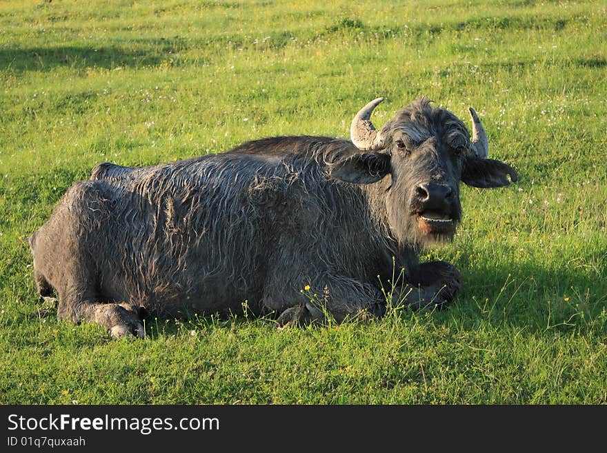 Old Buffalo holiday-maker on a green grass after acceptance of mud-bath. Old Buffalo holiday-maker on a green grass after acceptance of mud-bath