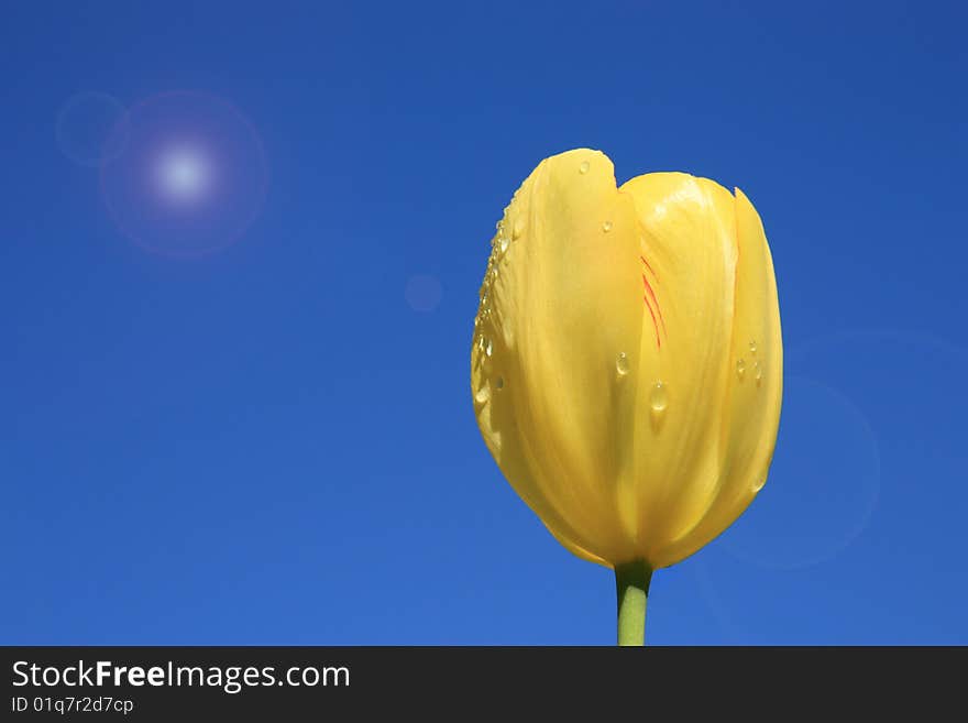 Yellow tulip with the drops of dew on a background clean dark blue morning sky. Yellow tulip with the drops of dew on a background clean dark blue morning sky