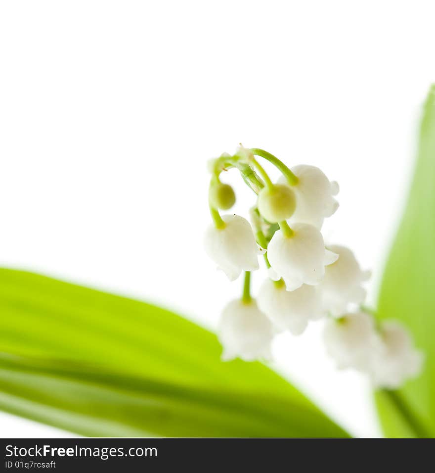 Lily of the valley on white background