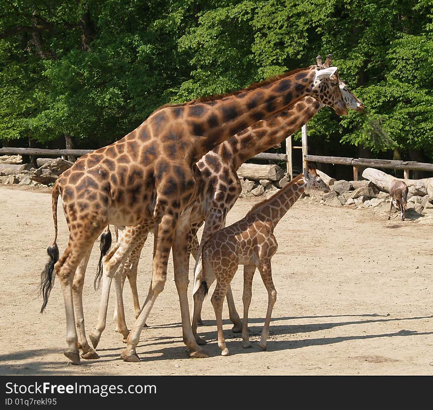 Family of three giraffes in ZOO