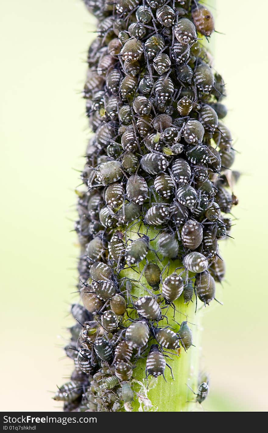 The plant louse, that destroys entire vegetation