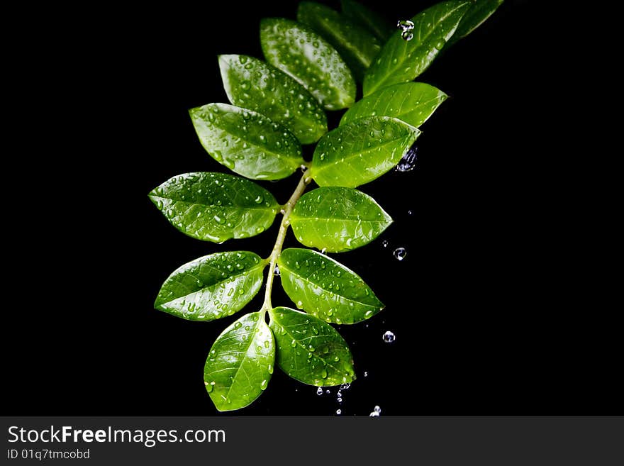 Fresh Water Drops on Green Plant Leaf. Fresh Water Drops on Green Plant Leaf