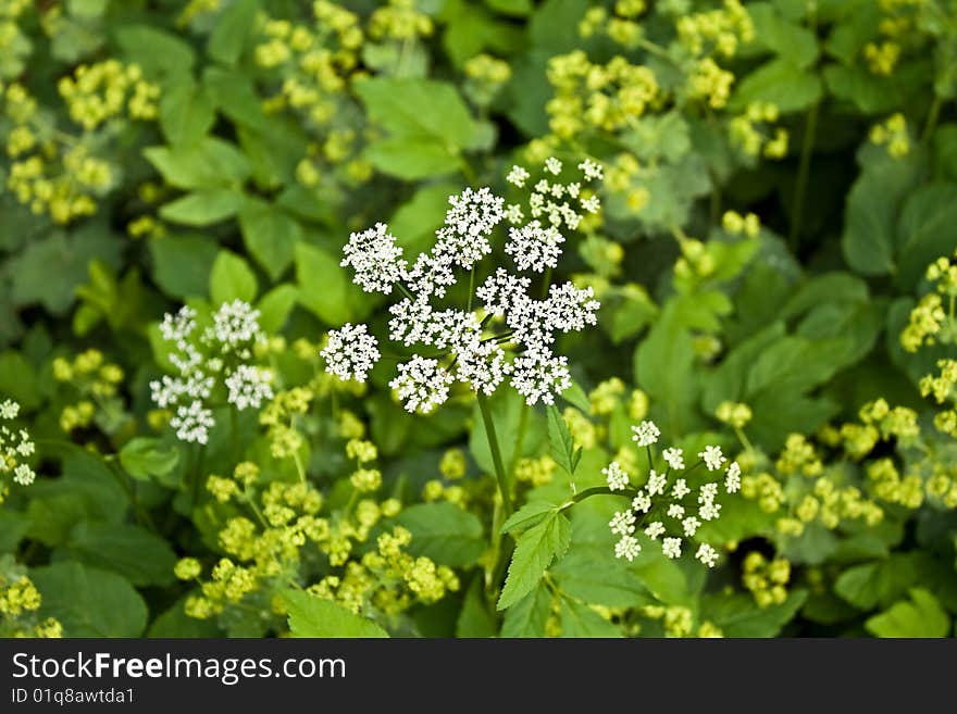 White & Yellow Wildflowers