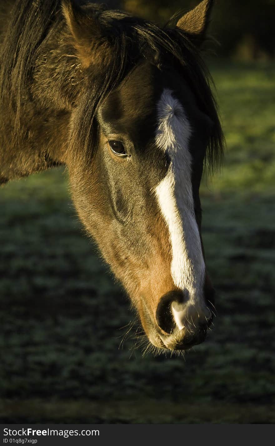 Potrait of a beautiful horse taken early in the morning. Potrait of a beautiful horse taken early in the morning