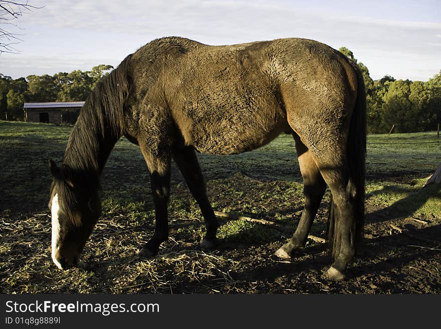 Beautiful  horse eating straw on a farm. Beautiful  horse eating straw on a farm