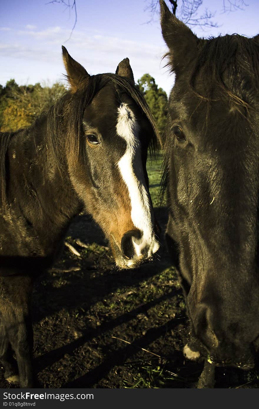 Portrait of tho, curius horses, taken on a a farm. Portrait of tho, curius horses, taken on a a farm