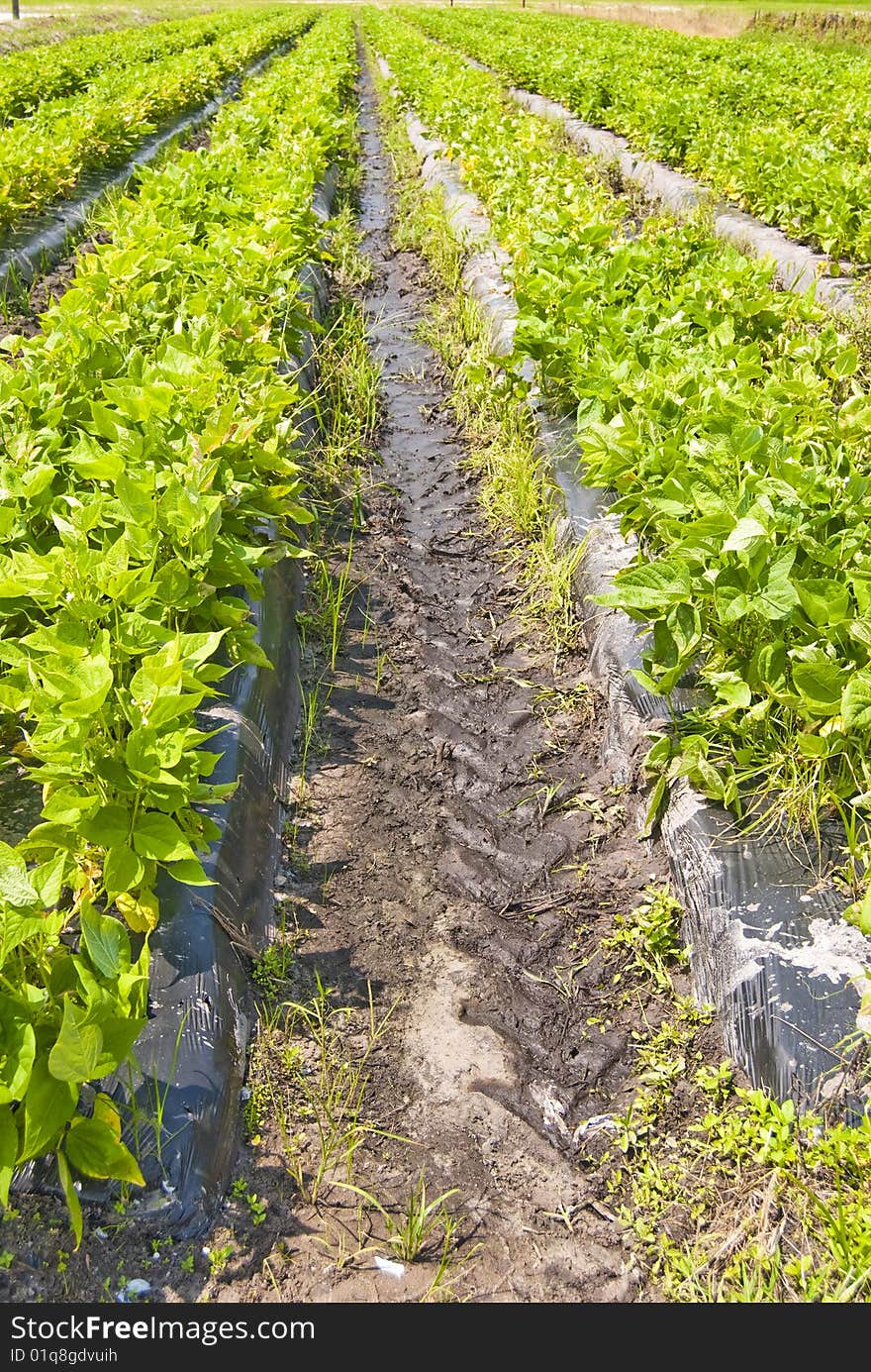 Rows of green fresh vegetables growing on a organic you pick local farm. Rows of green fresh vegetables growing on a organic you pick local farm.