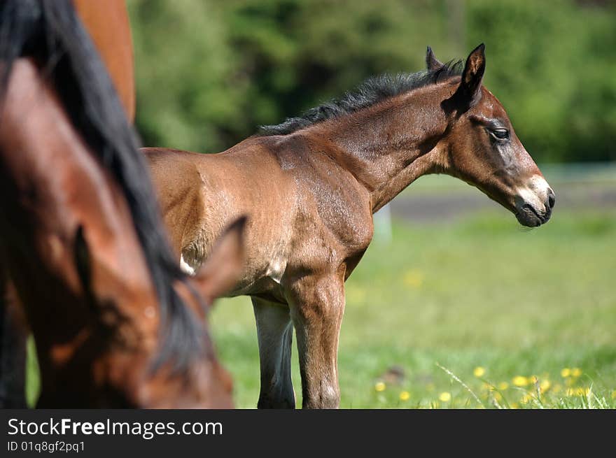 A bay warm-blood-foal standing relaxed on a meadow. A bay warm-blood-foal standing relaxed on a meadow