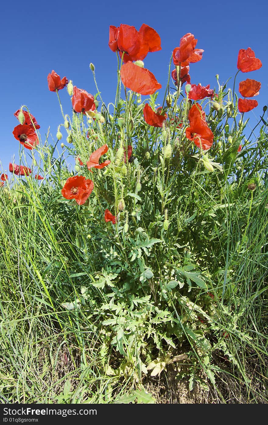 Poppies