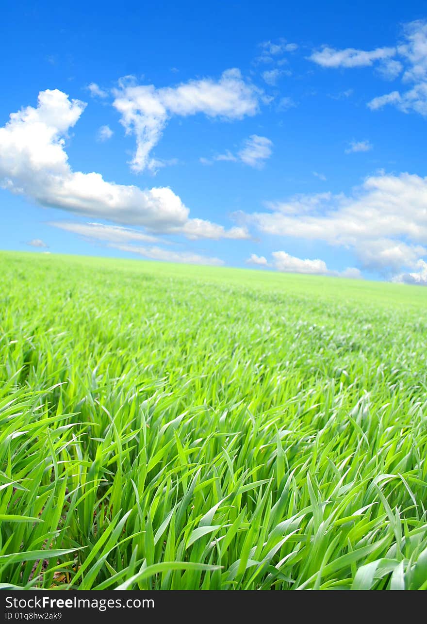 Green grass under blue sky