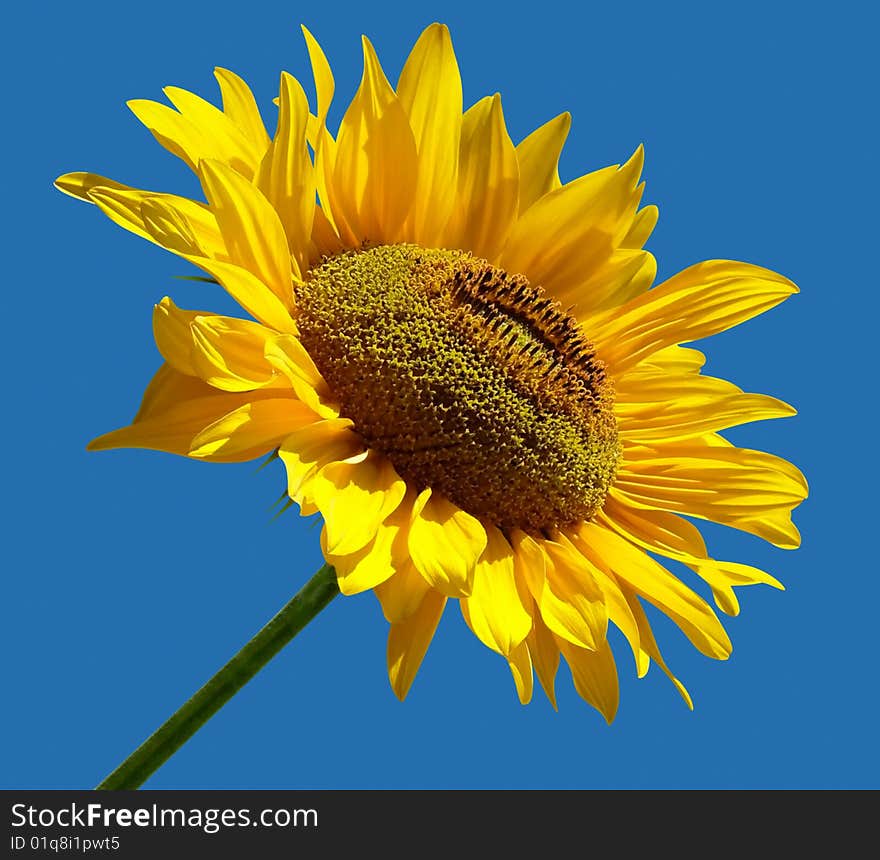 Beautiful yellow Sunflower isolated over blue. Clipping path included to replace background.