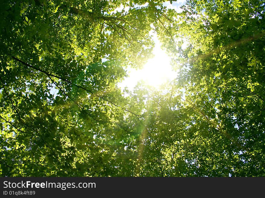 Sunlight in trees of green summer forest