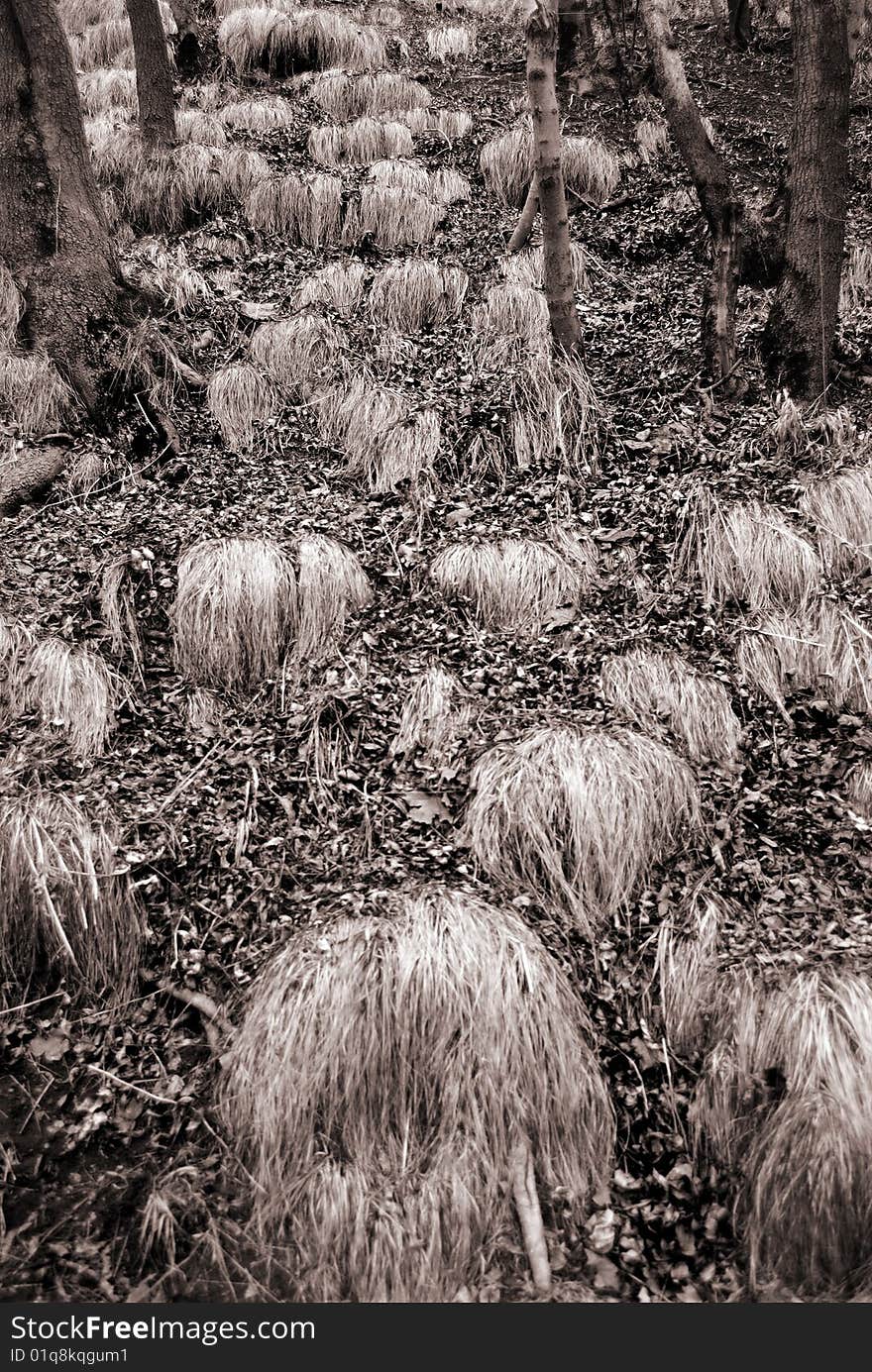 Dry grass in wood