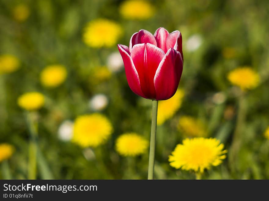 Red tulip with white borders on the dandelions yellow background. Red tulip with white borders on the dandelions yellow background