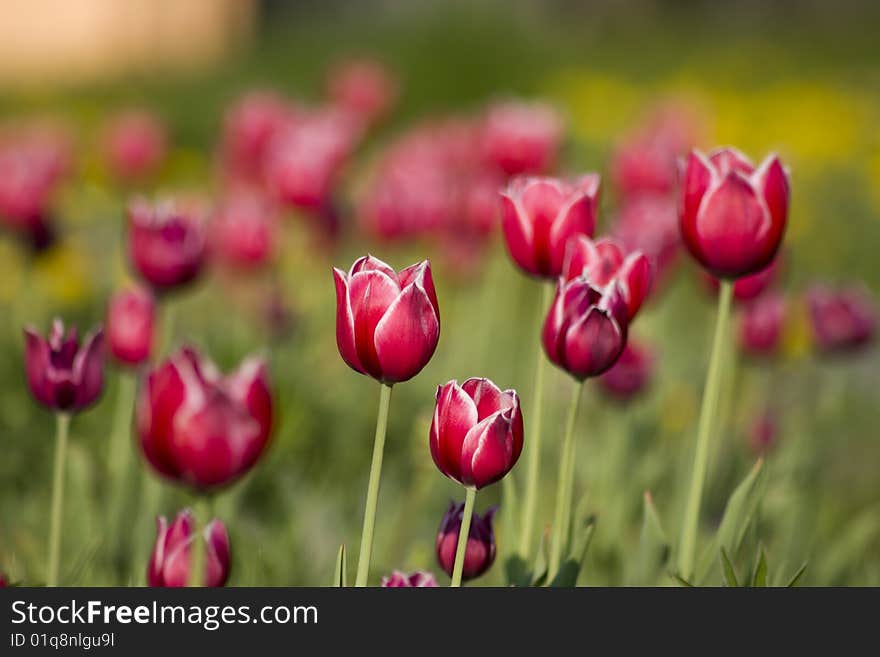 Bright red with white tulips on the green background