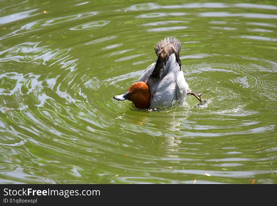 Swimming duck in the water
